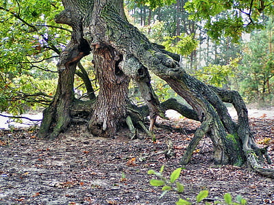 tree, nature, the roots of the, forest