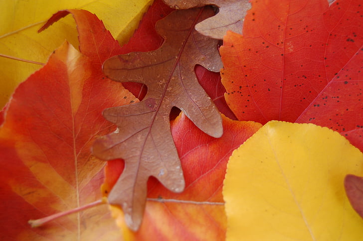 lišće, jesen, jesen, Javor, žir