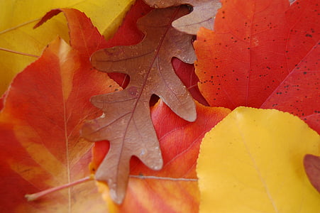 foglie, autunno, caduta, acero, ghianda