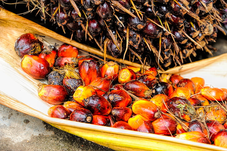 Palm, óleo, frutas, plano de fundo, maduras, vermelho, produzir