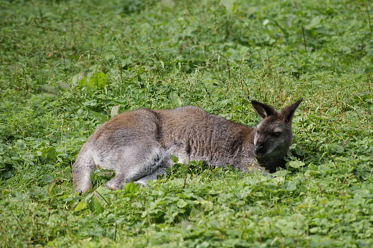 känguru, gräs, Det ligger, Zoo, djur, Australien, äng