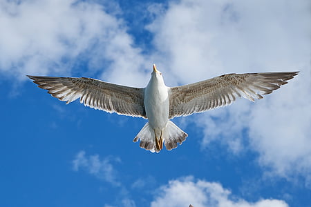 Seagull, fågel, Wing, blå, naturen, moln, djur