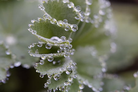 frauenmantel, dew, dewdrop, decorated, drip, drop of water, edge