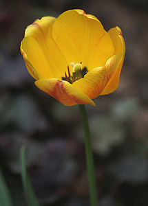 Tulip, flores, rojo, naranja, el florecimiento de, floración, cálices de las flores
