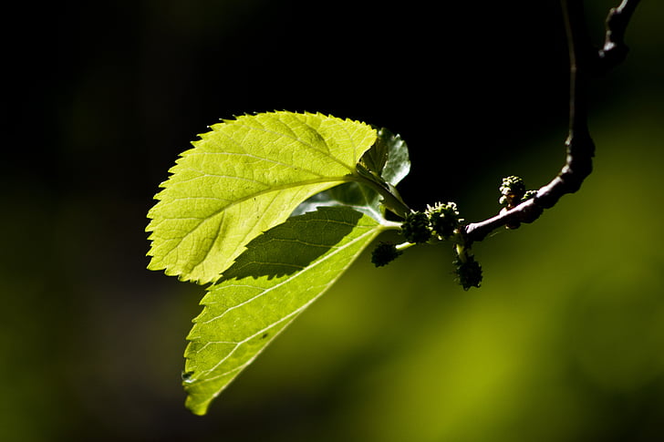 daun, membalikkan cahaya, Mulberry, cabang, hijau, satu binatang, daun