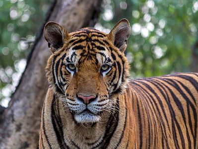 tigre, l'agressió, animals, força, bellesa, Bengala, negre