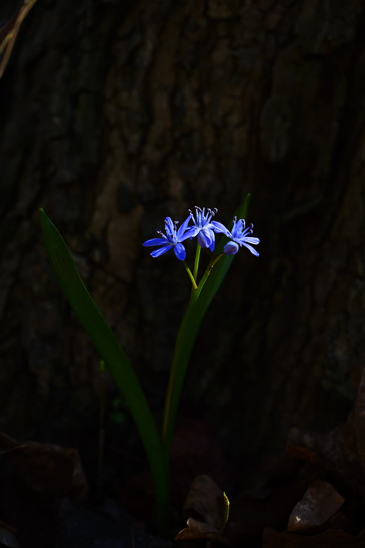 Estel Blau, Scilla, flor, flor, flor, blau, primavera