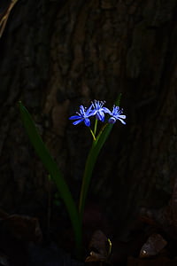 Modrá hvězda, Scilla, květ, Bloom, květ, modrá, jaro