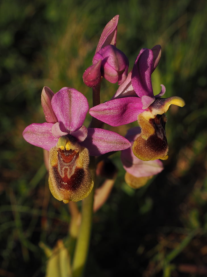 Ophrys tenthredinifera, Orquídea, flor, flor, floración, Orchidaceae, Ophrys