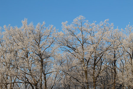 霜, フォレスト, 風景, 木, 冷, 冬, 氷のような