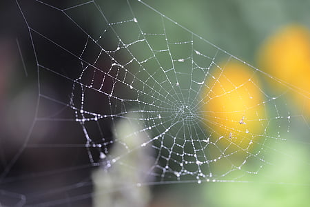 Spider web, mưa, nhện, rừng