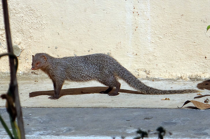 mongoose, gnawer, rodent, animal, grey, mammal, india