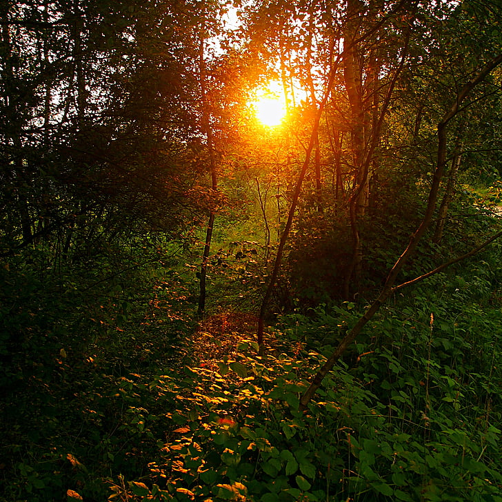 slunce, večer, Západ slunce, Příroda, stromy, silueta, listy