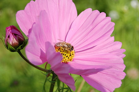 Blume, Anlage, Frühling, Rosa, einer, Blütenblatt, Natur