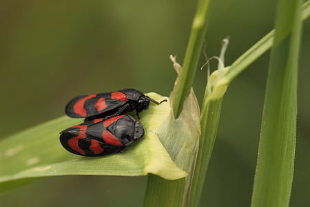 froghopper, hmyz, cikád, červená, barevně černá, Zavřít, Příroda