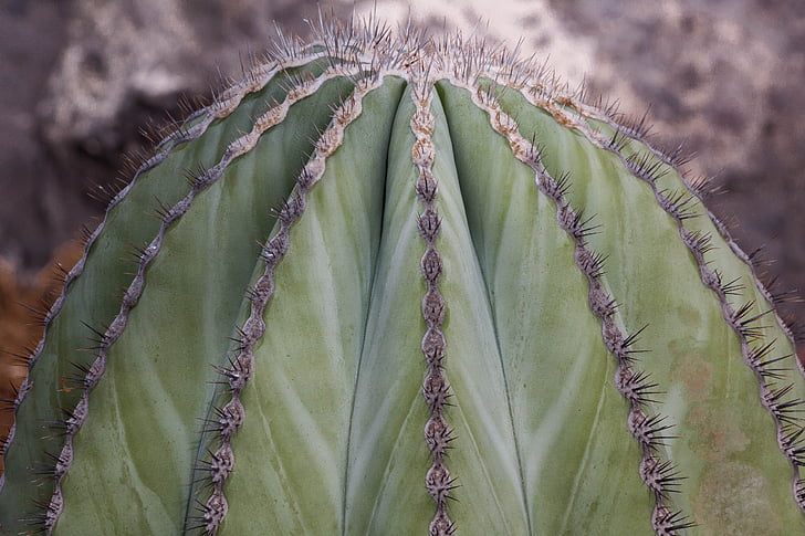 Cactus, sperone, spine, pianta, verde, natura, Flora