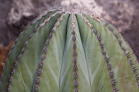 cactus, spur, thorns, plant, green, nature, flora