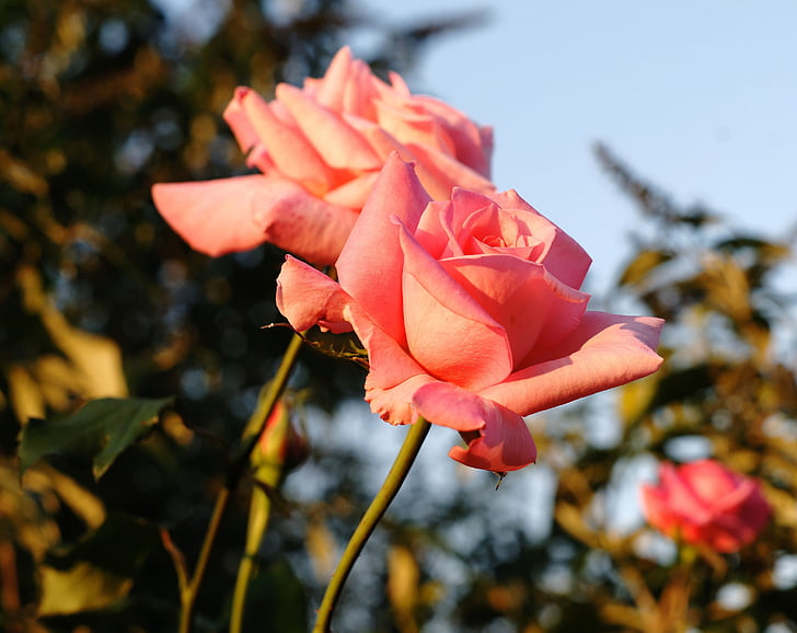 color de rosa, flor, floración, rosa, flor, flor color de rosa, belleza