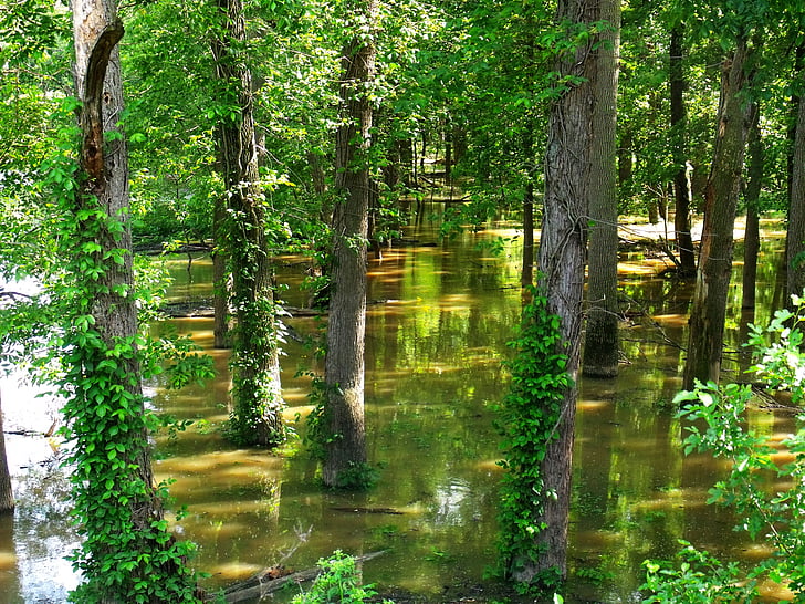 hutan tergenang banjir, banjir, pohon, hijau, batang pohon, musim panas, air
