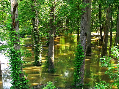 flooded forest, flood, trees, green, tree trunks, summer, water