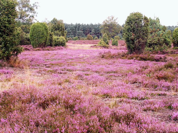 Heide, Heather, augustus, Lüneburg, Heide, roze, bloemen