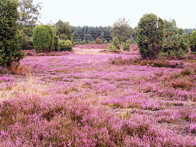 Heide, Heather, Agustus, Lüneburg, hutan kerangas, merah muda, bunga