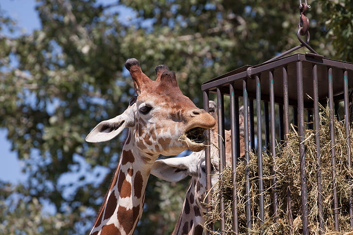 giraff, djur, Zoo, naturen, hals