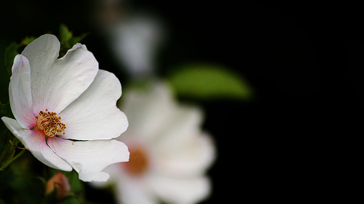 Rose, Priorità bassa nera, purezza, rosa bianca, contrasto, piccoli fiori, matrimonio