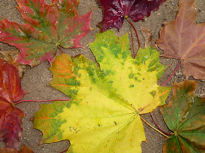 listy, podzim, padajícího listí, barevný podzim, zlatý podzim, list, Příroda