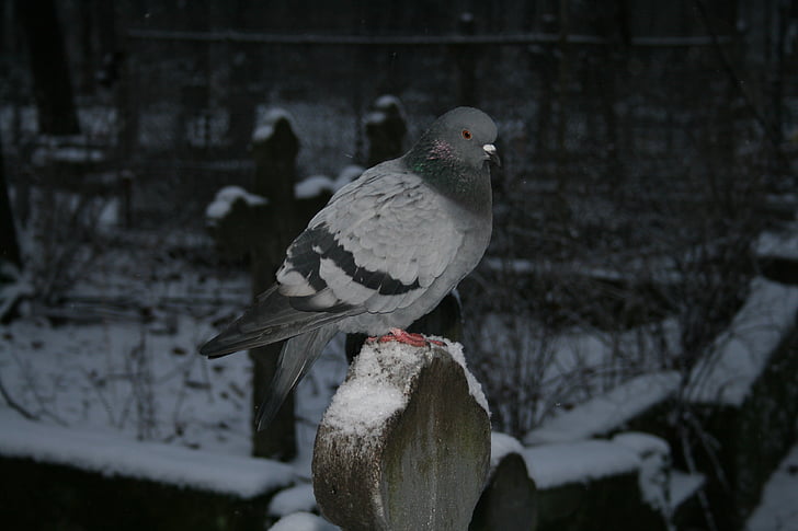 bird, dove, birds, pigeons, feathered race, blue grey pigeons