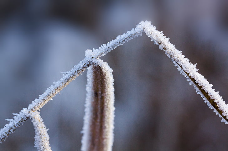 hoarfrost, frost, winter, nature, frozen, time of year, grass
