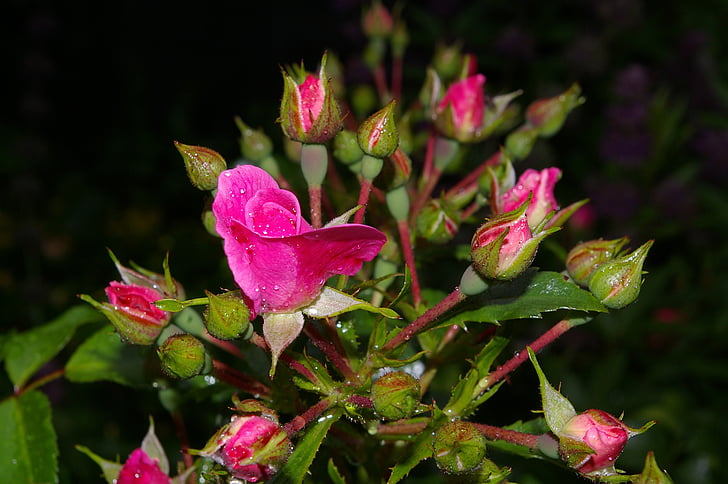 rosa, colore rosa è aumentato, rose profumate, giardino di Rose, Blossom, Bloom, Fioriture Rose