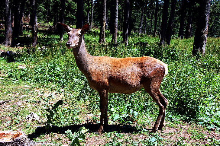 zwierzęta, dziki, Natura, Safari, dzikich zwierząt