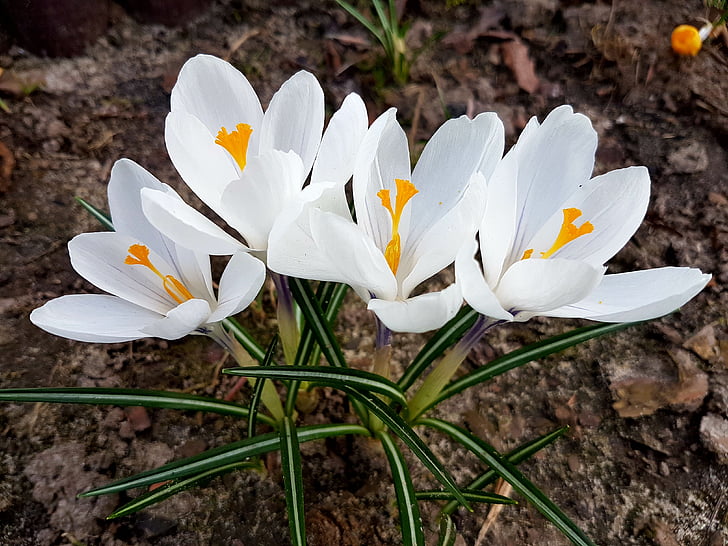 flowers, spring, crocus