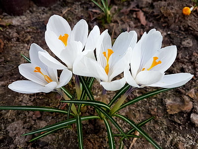 ziedi, Pavasaris, Crocus
