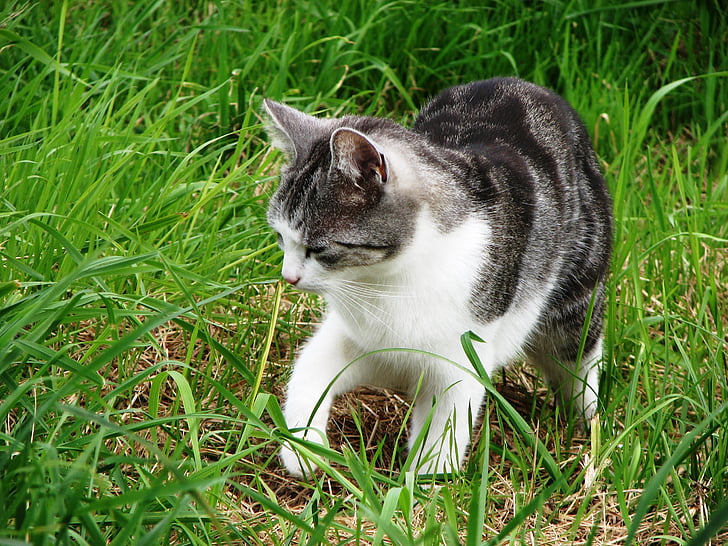 cat, grass, kitten, tiger cat, grey tabby, hunting