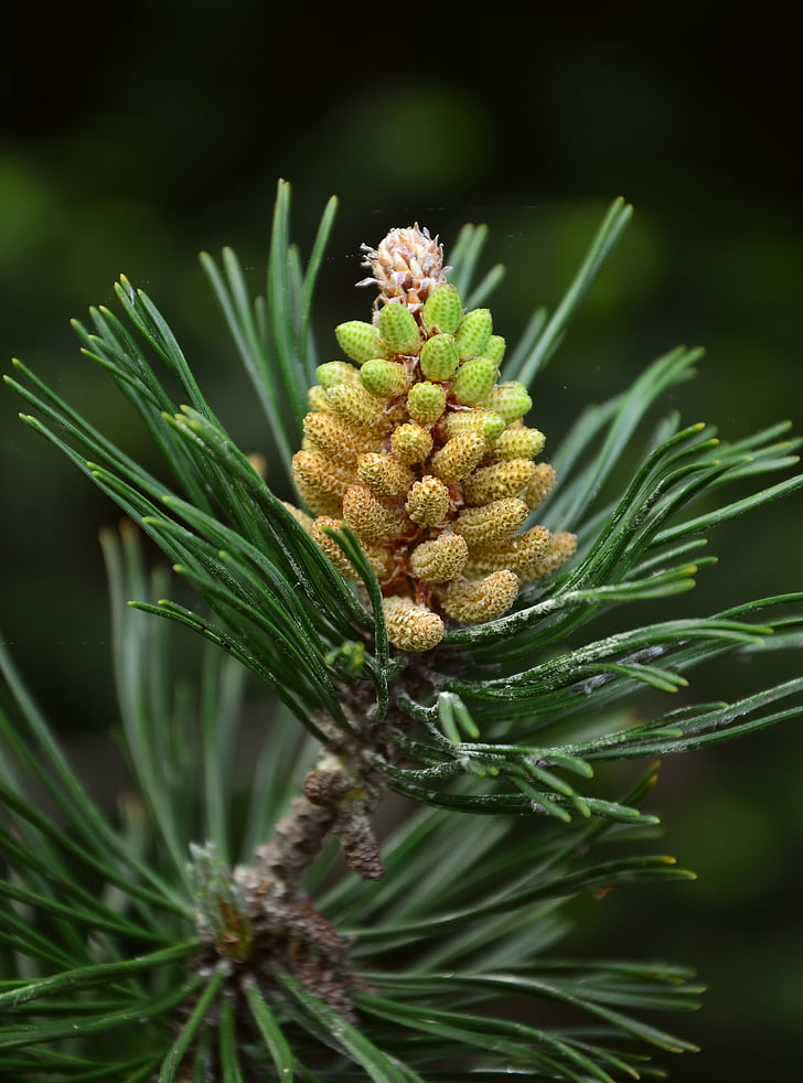 Pine, Mountain pine, Pinus mugo, tallbarr, kottar, gren, träd