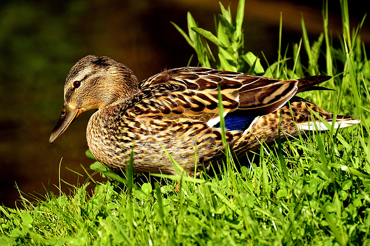 патица, зеленоглава патица, вода птица, патица птица, животни, птица, природата