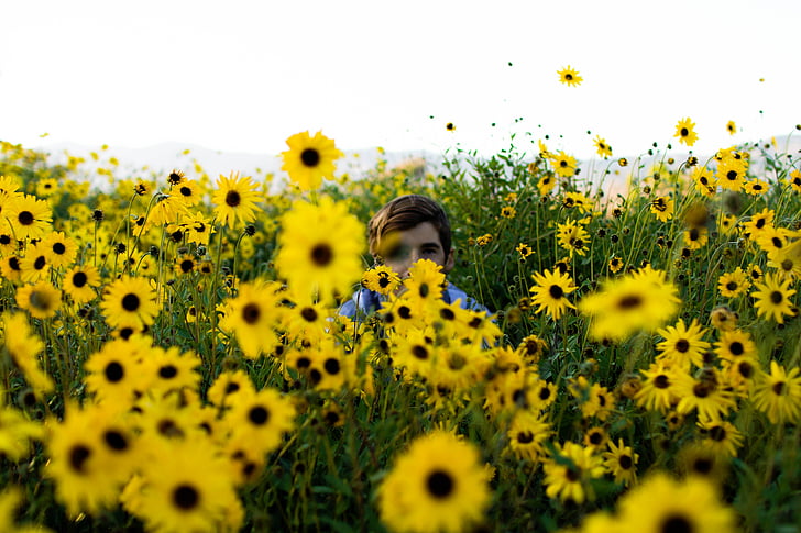 nature, flowers, yellow, sunflowers, people, man, hiding