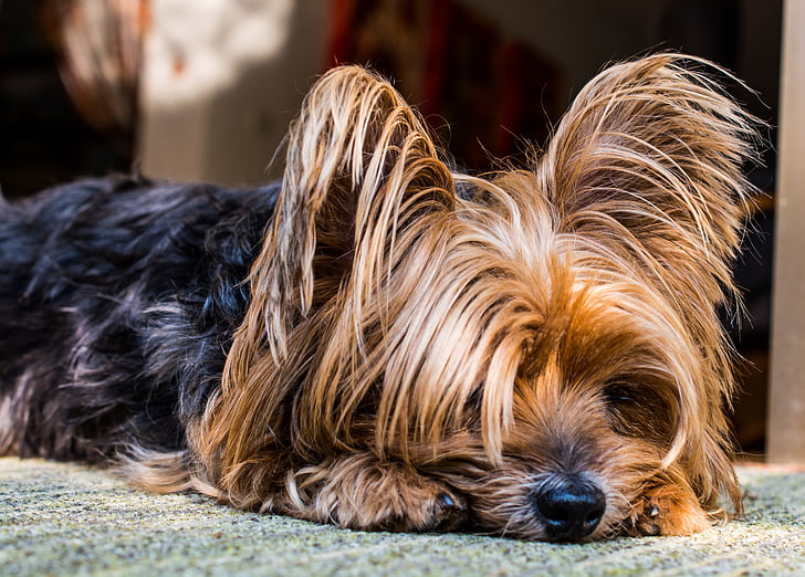 yorkshire terrier, dog, small, cute, pet