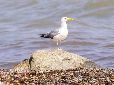 Seagull, Herring gull, burung, burung air, alam, hewan