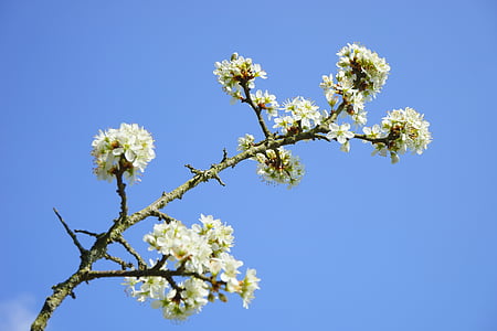 Blackthorn λουλούδια, υποκατάστημα, λουλούδια, λευκό, ο Μπους, Blackthorn, Prunus spinosa