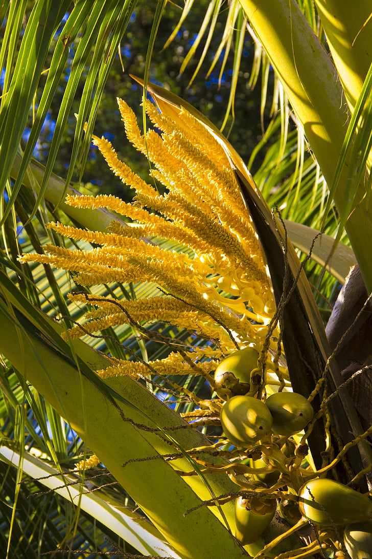 kokoso, Palm, Pavasariniai žiedai