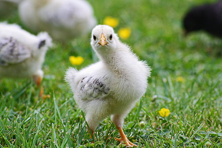agriculture, animal, baby, beak, bird, chick, chicken