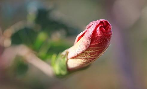 цвете, Роза, червена роза, макрос