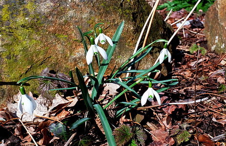 snowdrop, blossom, bloom, spring flower, early bloomer, plant, nature