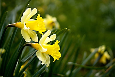 Lieldienas, Lieldienu apsveikuma, osterglocken, Lieldienu fona, dārza augu, Narcissus pseudonarcissus, pavasara ziedu
