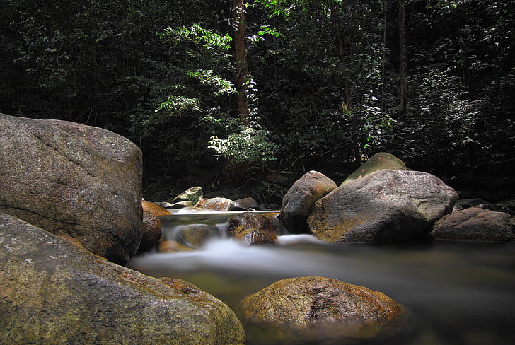 stream, water, green, plant, trees, rock, nature