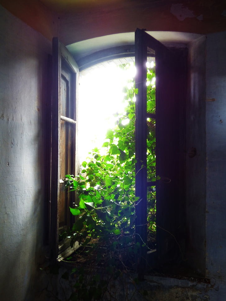 window, old, abandoned, light, ivy, ruin, abandonment