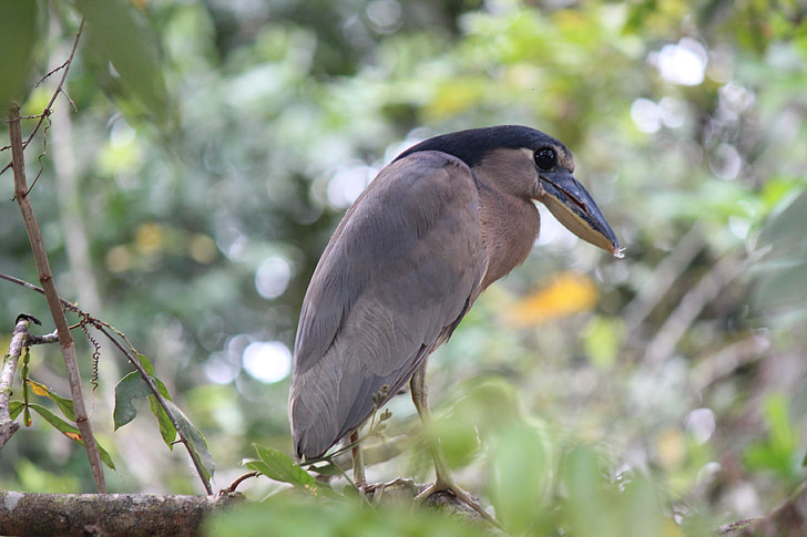 fågel, naturen, Costa Rica, djungel, djur, fauna